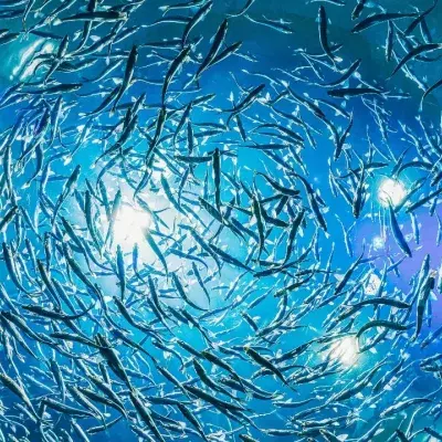 Fisch, Ton, laut