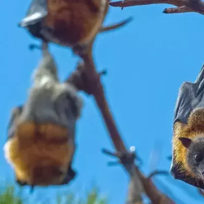 Fledermäuse sind nicht gefährlich