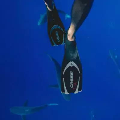 Flossen im Ozean mit Haien