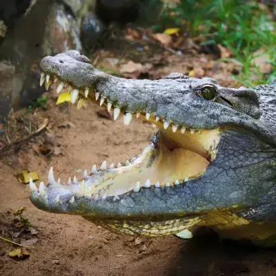Fund im Magen eines Alligators