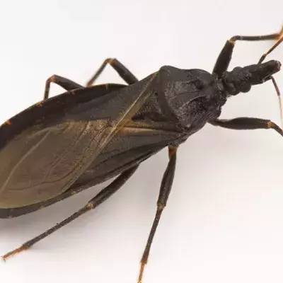 Gefährlicher Käfer