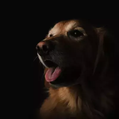 Golden Retriever im Portrait