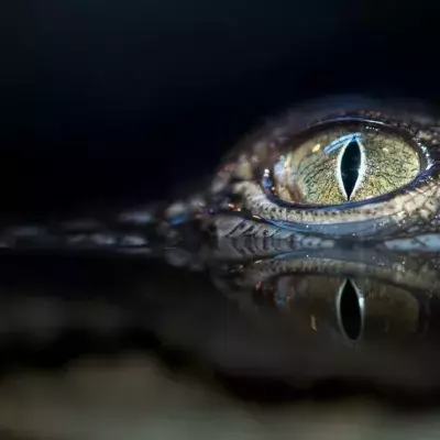 Handelt es sich bei der Entdeckung um ein Krokodil?