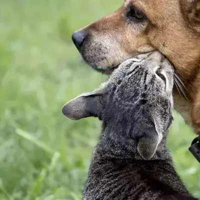 Hund vs. Katze: Die Wissenschaft hat herausgefunden, welches Haustier schlauer ist