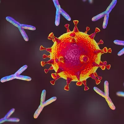 Illustration: Antikörper reagieren auf Corona-Virus