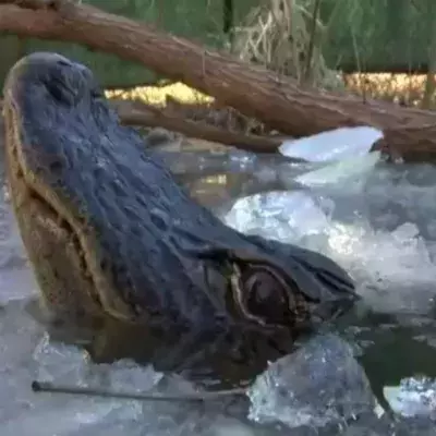 Im gefrorenen Wasser: Alligatoren entwickeln gruseligen Trick!
