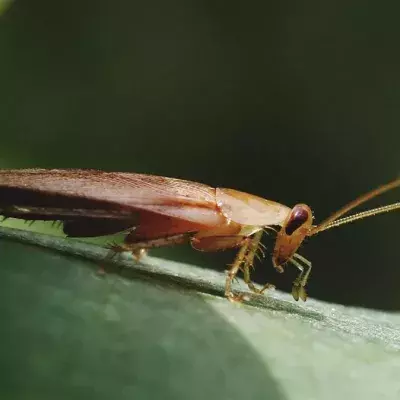 Kakerlaken sind zähe Tiere
