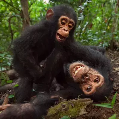 Können Tiere lachen? Dafür wurden auch Affen gekitzlet