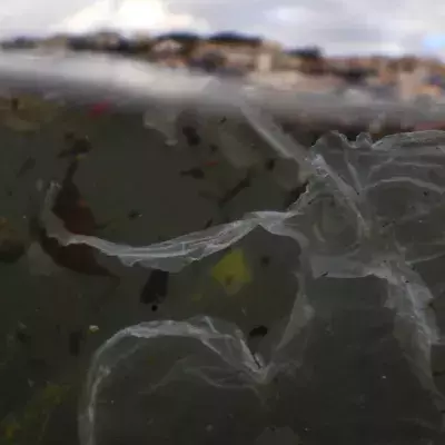Können uns Bakterien vom Plastikmüll befreien?