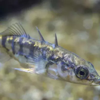 Maria ist ein außergewöhnlicher Fisch