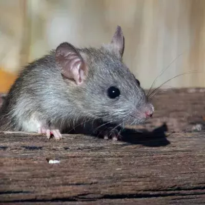 Mäuse gewinnen verlorene Erinnerungen durch Medikament zurück
