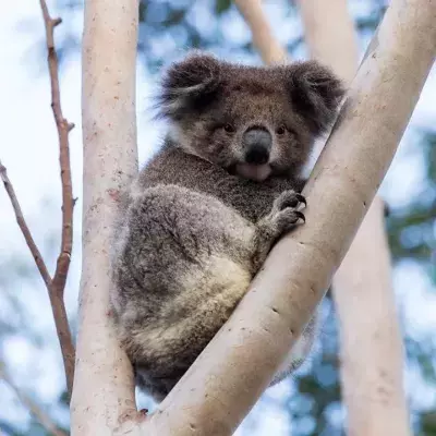 Mit dieser verblüffenden Idee sollen Koalas vor dem Aussterben bewahrt werden
