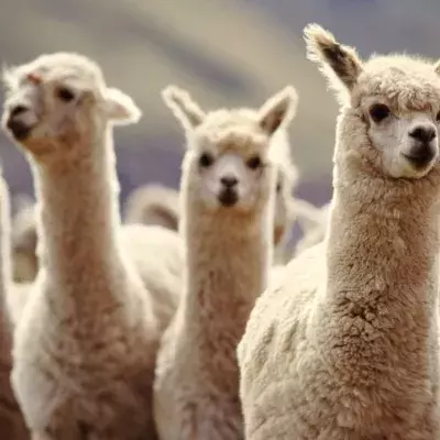 Mit Lamas gegen Covid-19