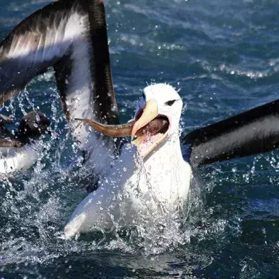 Mithilfe von Albatrossen soll jetzt der illegale Fischfang gestoppt werden