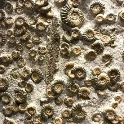 Neue 99 Millionen Jahre alte Tierart in Bernstein entdeckt
