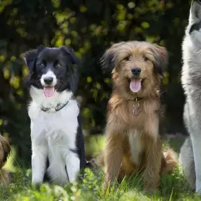 Neue Hundestudie