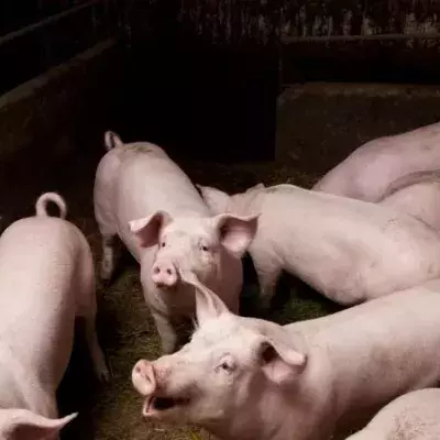 Neuer Schweinegrippevirus in China entdeckt