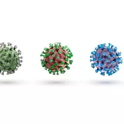 Neues Virus entdeckt