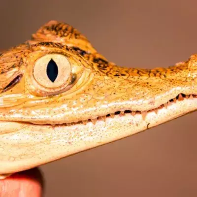 Orangefarbenes Krokodil entdeckt