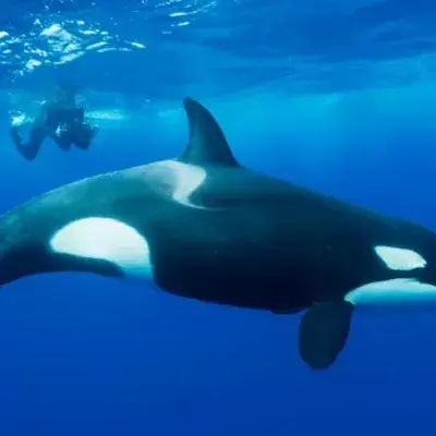 Orcas
