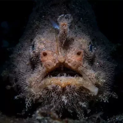 Paar entdeckt am Strand einen mysteriösen Fisch mit Beinen