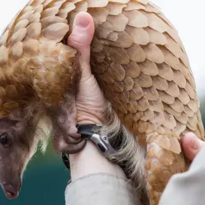 Pangolin