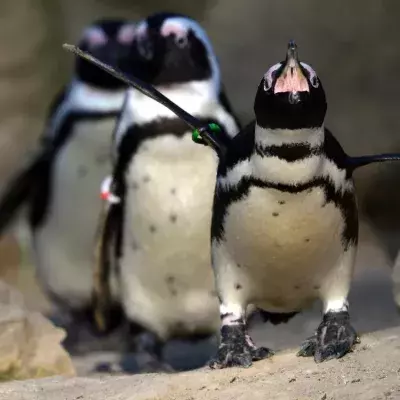 Pinguine 