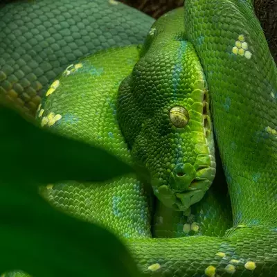 Queimada Grande: Brasilianische Insel wird von gefährlichen Schlangen erobert.