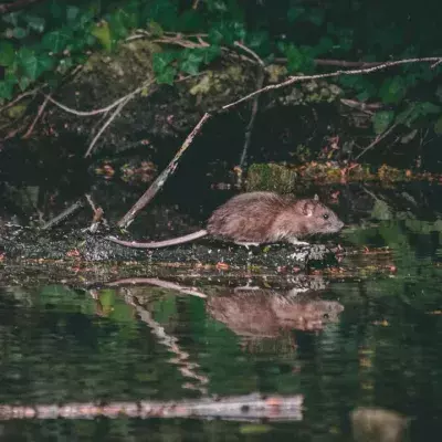 Ratten mit Omikron