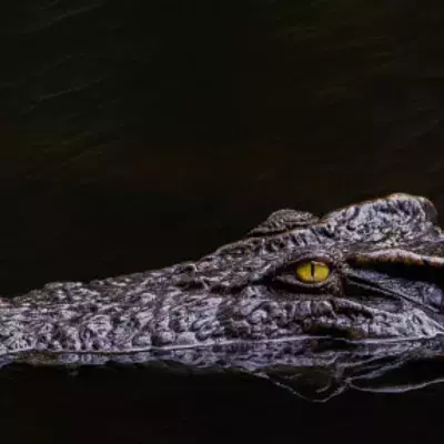 Reste eines Dinosauriers im Magen eines Krokodils gefunden