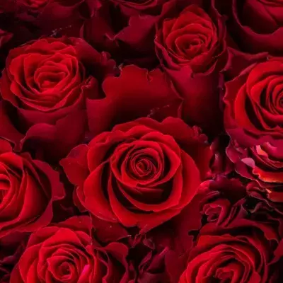 Riechen unsere Fürze in Zukunft nach Rosen?
