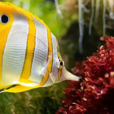 Rund 600 Fischarten tummeln sich im Tubbataha-Riff