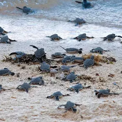Schildkröten