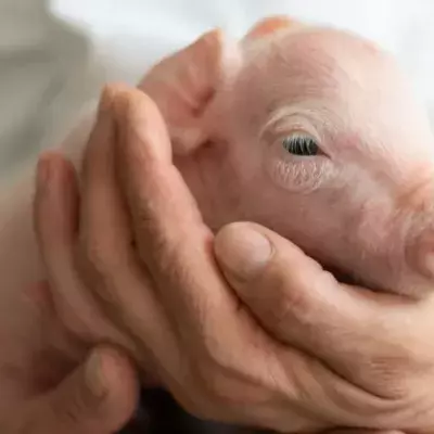 Schwein-Affen-Hybrid