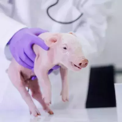 Schwein im Labor gezüchtet