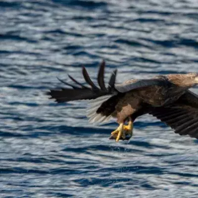 Seeadler kehren nach 100 Jahren zurück