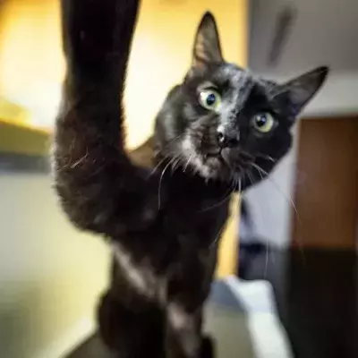 Seine Katze sucht sich einen außergewöhnlichen Schlafplatz