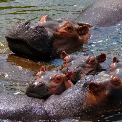 Seit Escobars Tod ist die Zahl seiner Hippos von vier auf 80 gestiegen