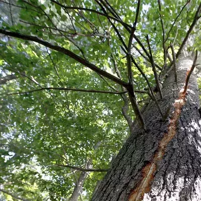 Seltenes Naturschauspiel: Nach Blitzschlag brennt Baum im Inneren