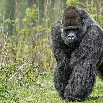 Seltenster Großaffe der Welt zum ersten Mal fotografiert