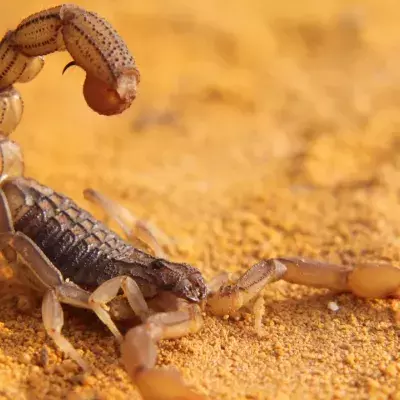 Skorpion-Plage in Ägypten