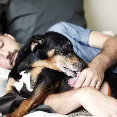 So beeinflusst die Gegenwart eines Hundes im Zimmer unseren Schlaf