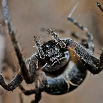 Spinne, die mit ihrem Biss eure Haut zum Verwesen bringt