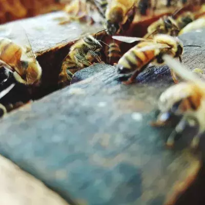 Spinne und Bienen treten gegeneinander an