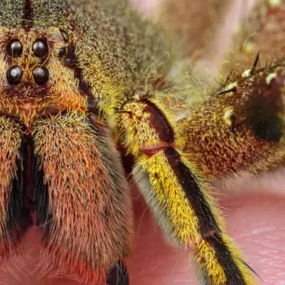 Spinne