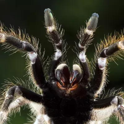 Spinne