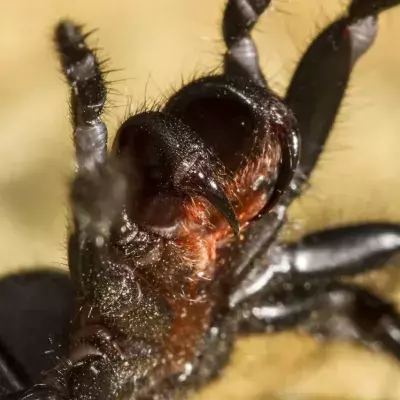 Spinne