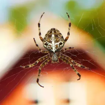 Spinne