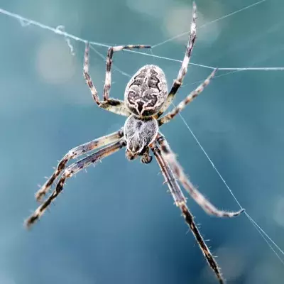 Spinnen-Invasion im Winter