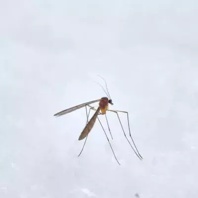 Stechmücken können einen verrückt machen